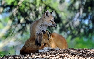 two foxes on brown wood